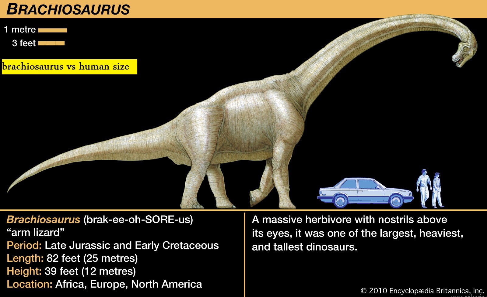 brachiosaurus vs human size