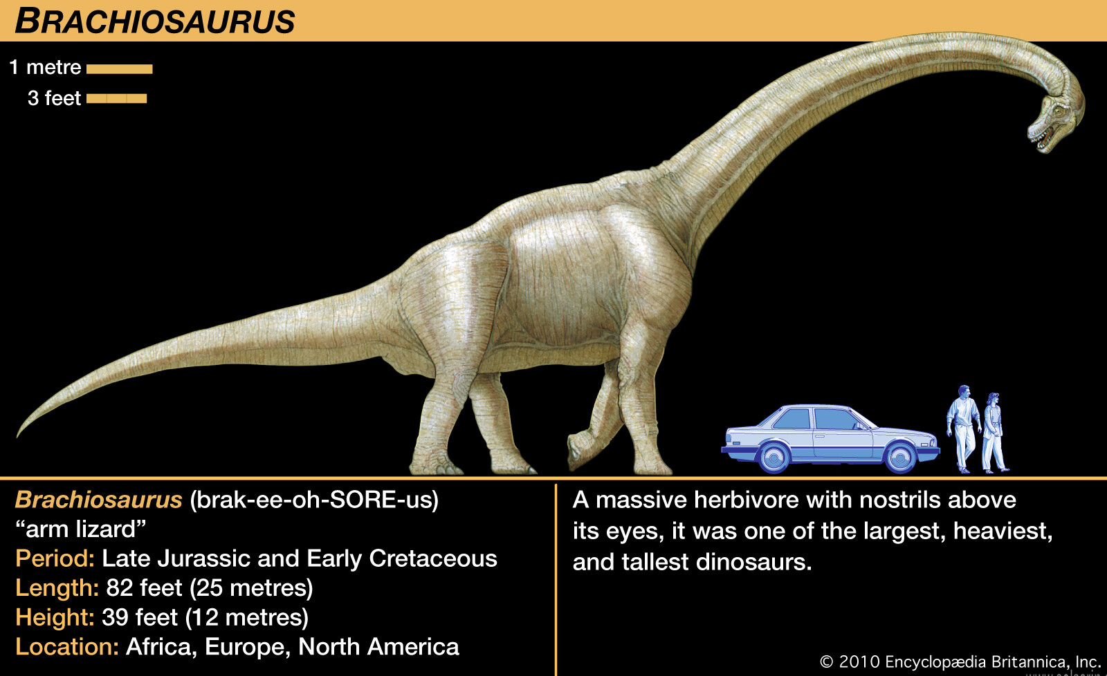 how tall is a brachiosaurus?