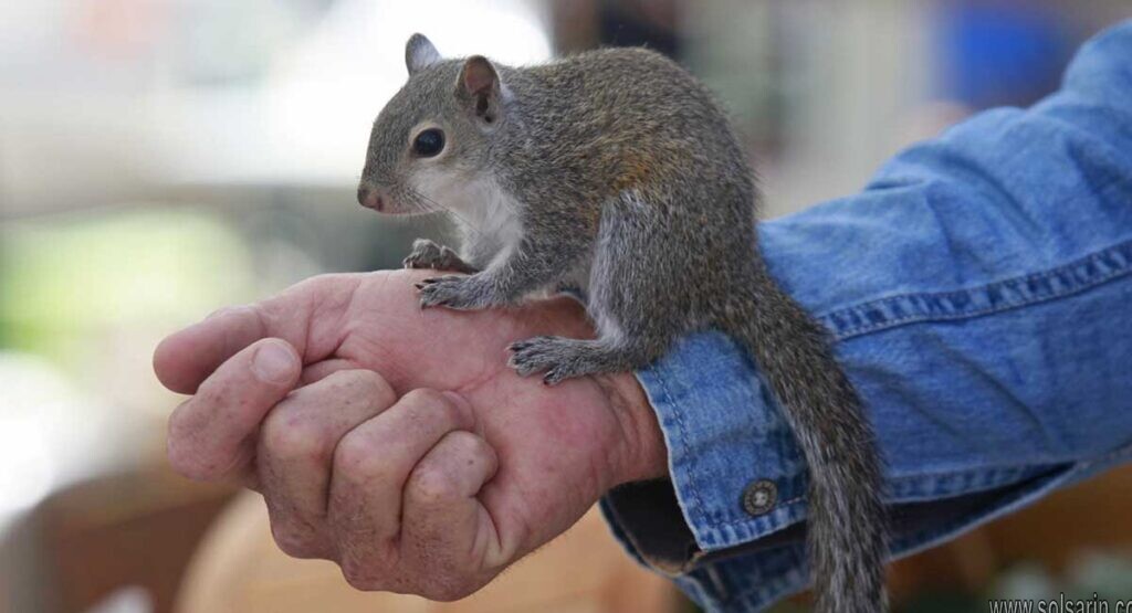 squirrels food vs hamster food