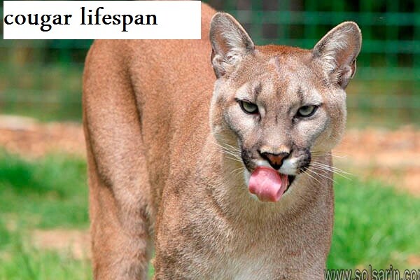 cougar lifespan