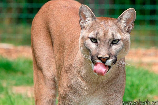cougar lifespan