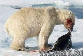 are bears omnivores or carnivores