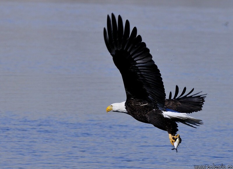 when do bald eagles migrate?
