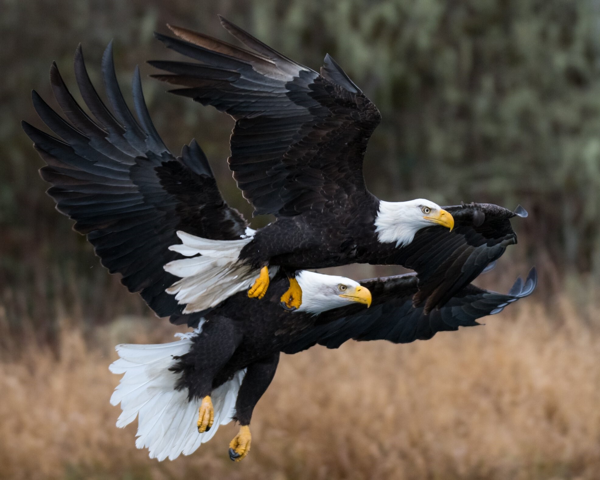 when do bald eagles migrate?