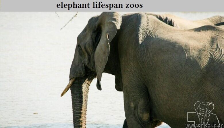 elephant lifespan zoos