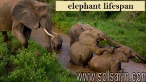 elephant lifespan