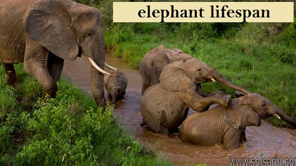 elephant lifespan
