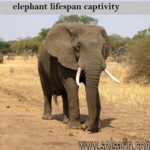 elephant lifespan captivity