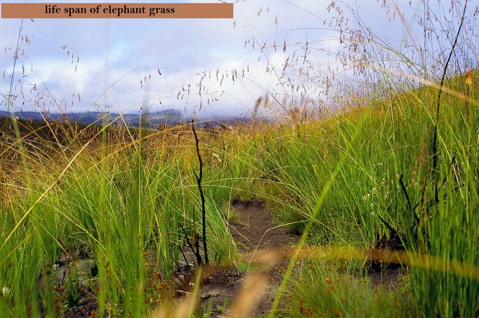 life span of elephant grass