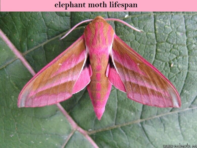 elephant moth lifespan