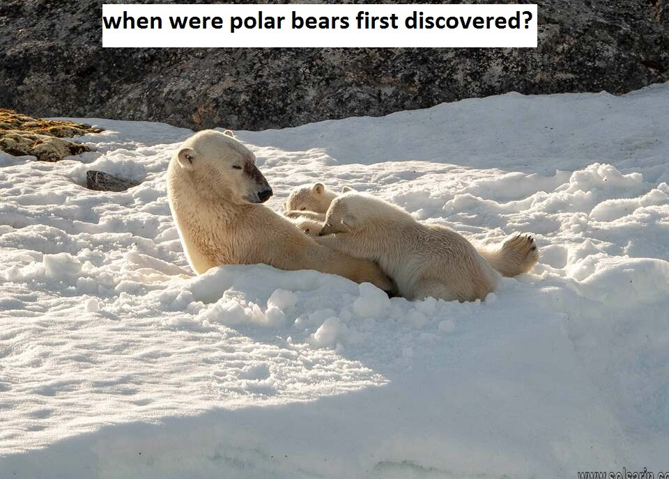 when were polar bears first discovered?
