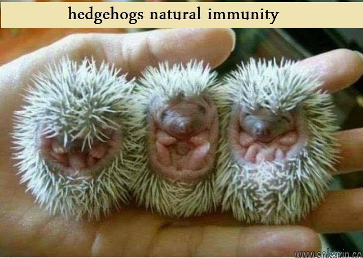 hedgehogs natural immunity