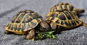 what's the smallest type of turtle?