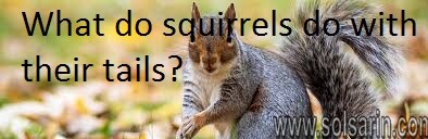 What do squirrels do with their tails?