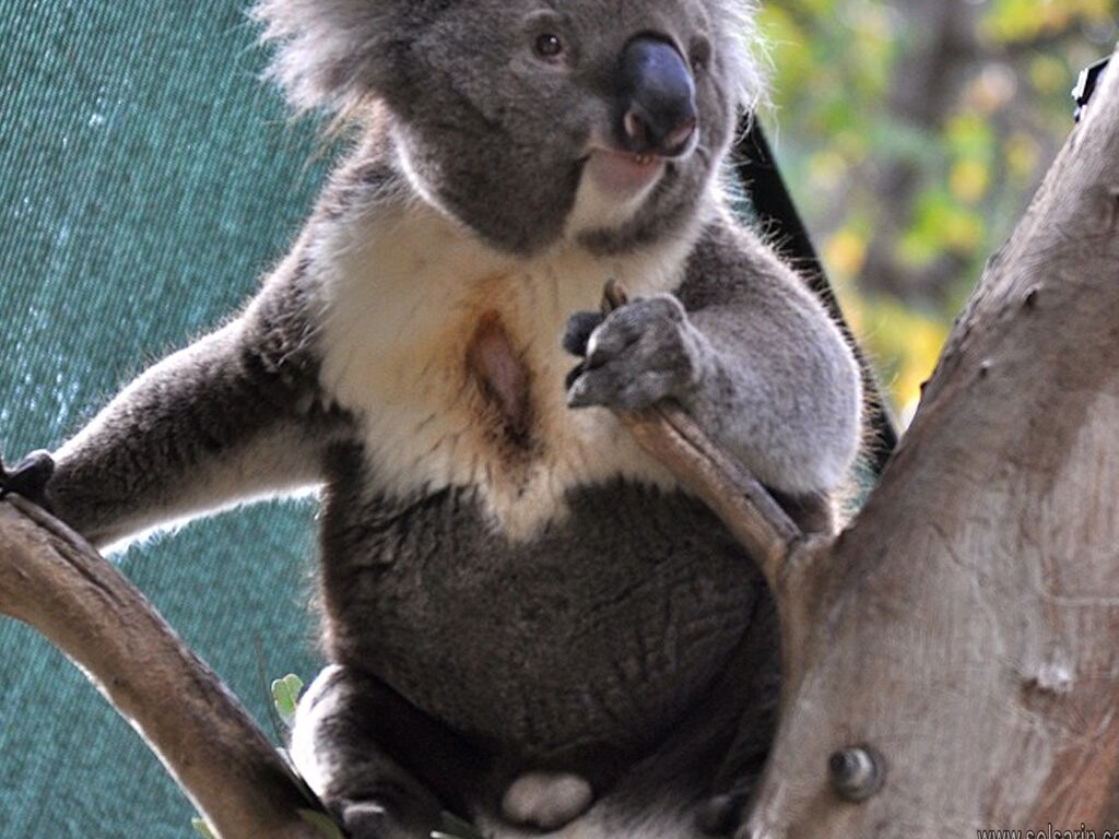 koala marsupial