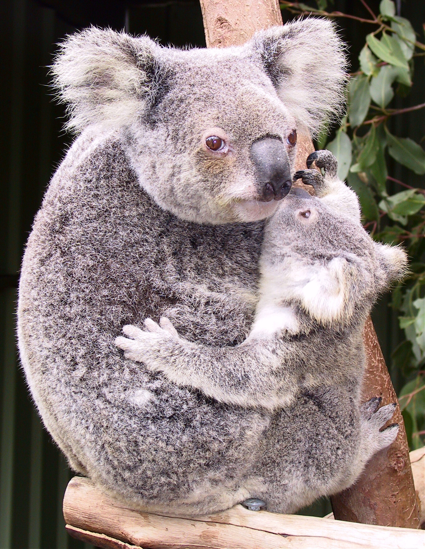 koala marsupial