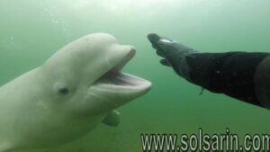 when was the beluga whale discovered?