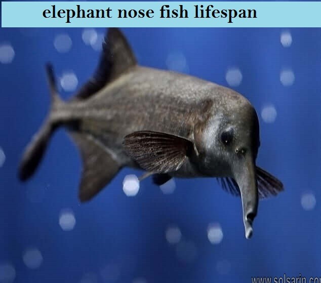 elephant nose fish lifespan