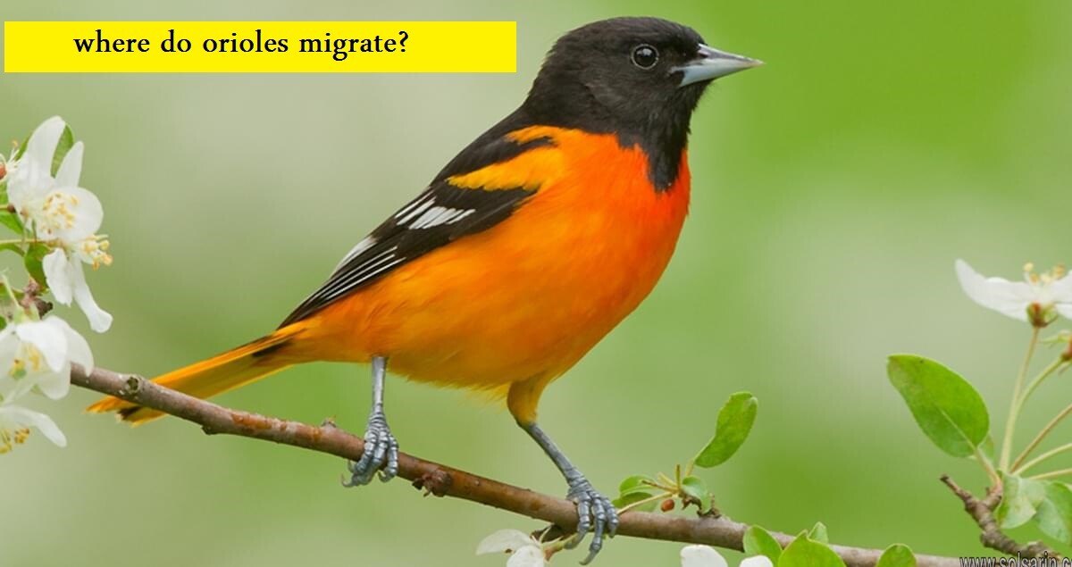 where do orioles migrate?