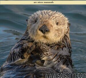 are otters mammals