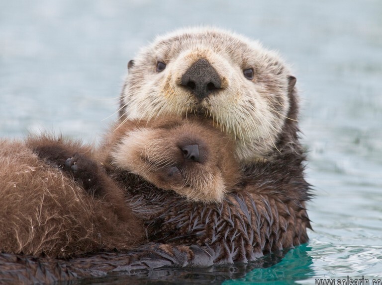 are otters mammals?