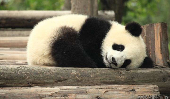 when did the panda become endangered?