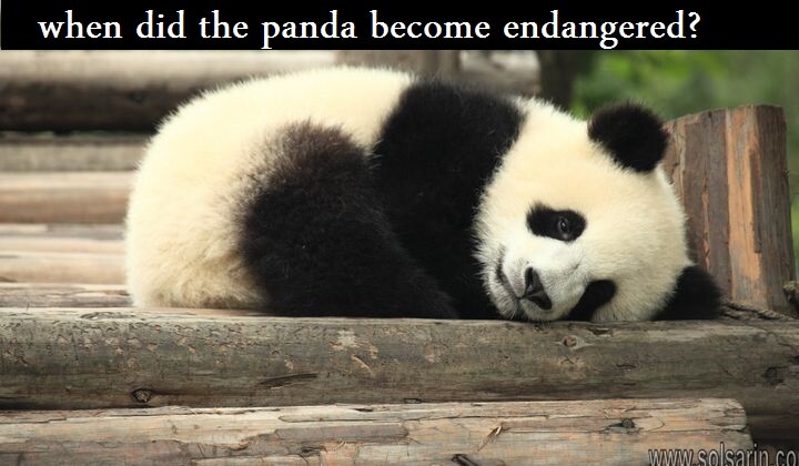 when did the panda become endangered?