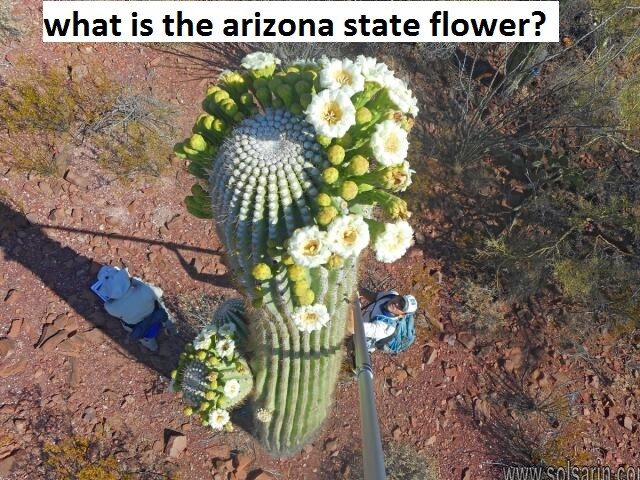 what is the arizona state flower?
