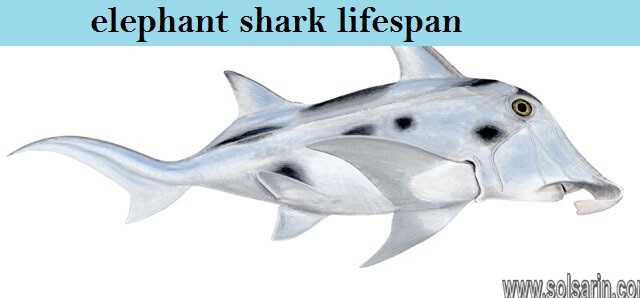 elephant shark lifespan