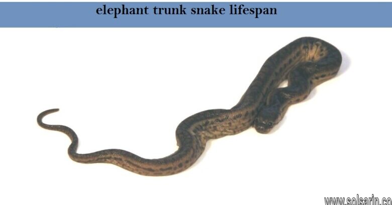 elephant trunk snake lifespan