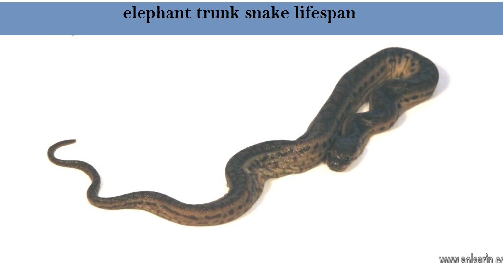 Elephant trunk snake