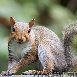 squirrel lifespan