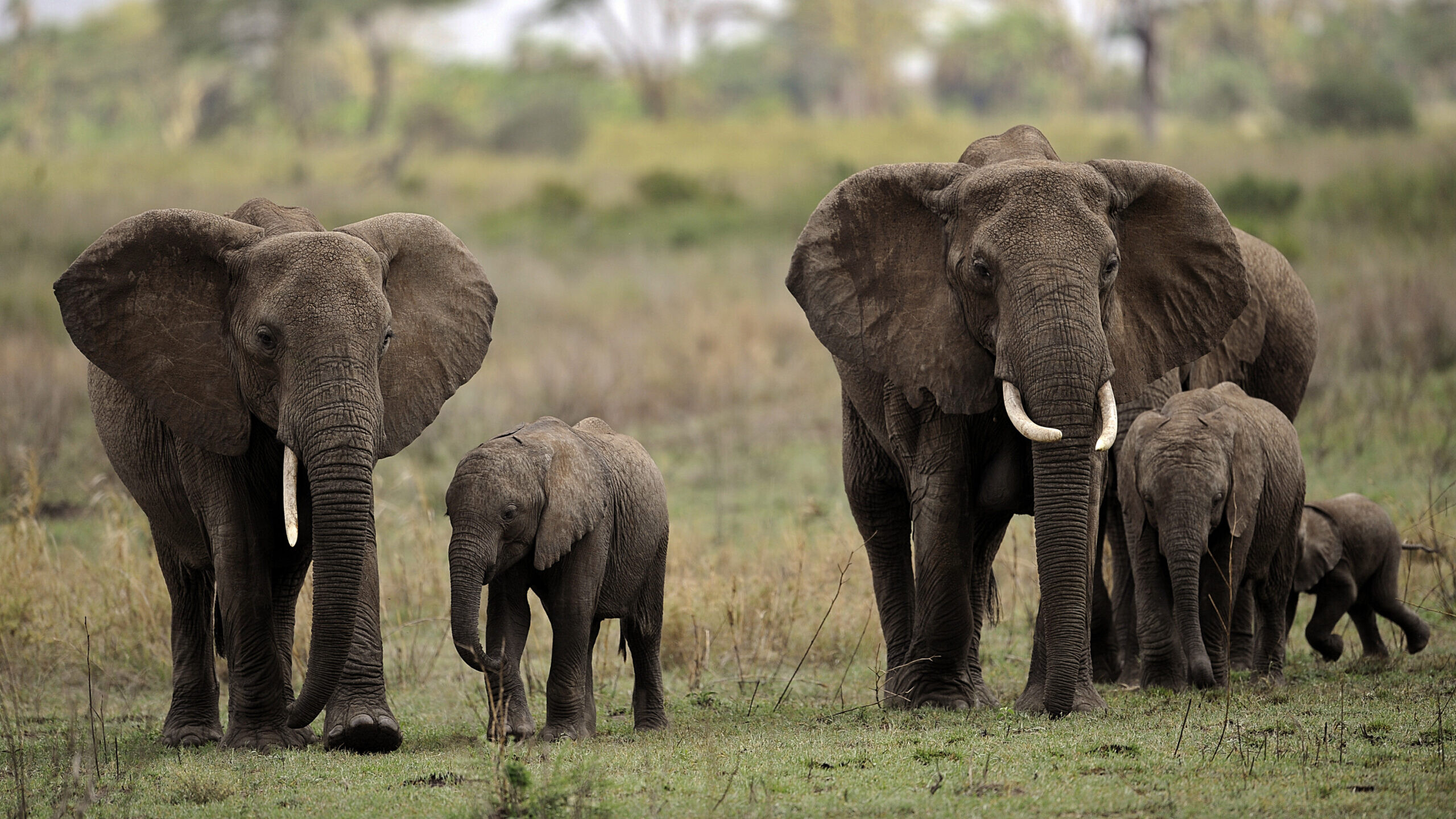 elephant lifespan in wild