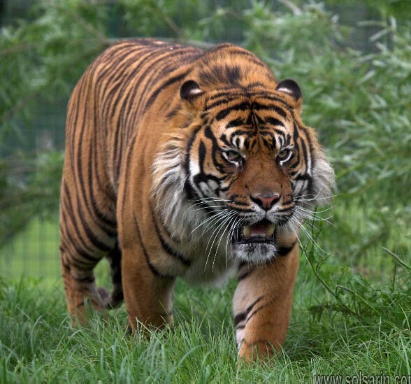 smallest tiger subspecies
