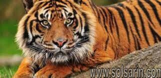 smallest tiger subspecies