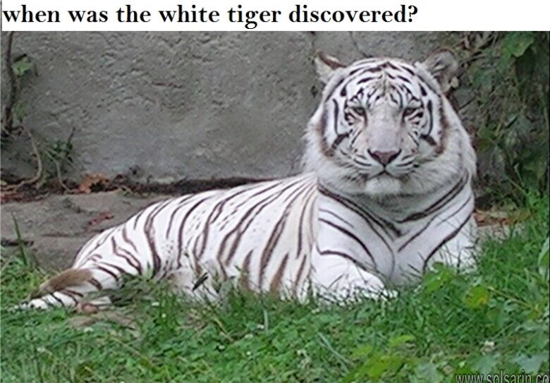 when was the white tiger discovered?