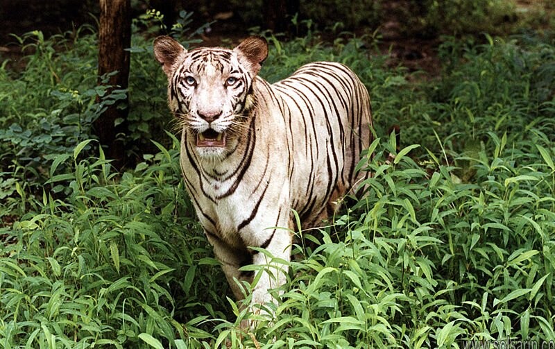 when was the white tiger discovered?