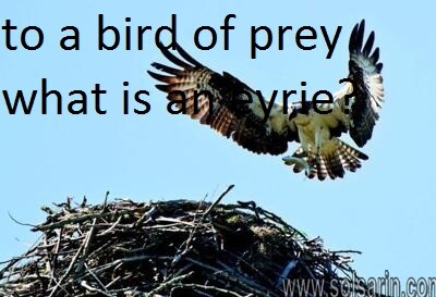 to a bird of prey what is an eyrie?
