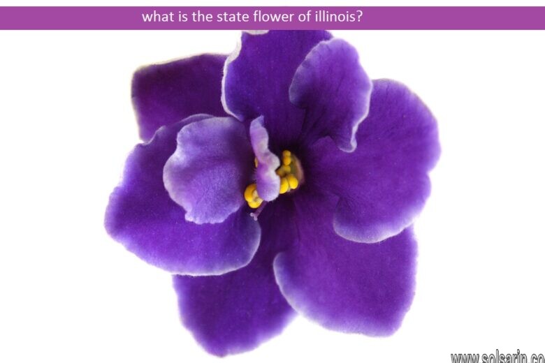 what is the state flower of illinois?