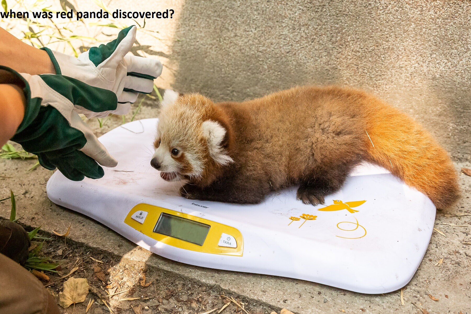 when was red panda discovered?