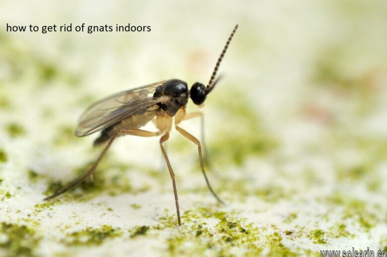 how to get rid of gnats indoors