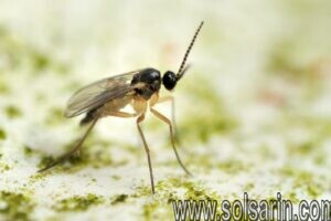 how to get rid of gnats indoors