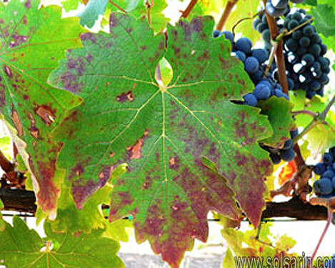 do grapevines have parallel veins