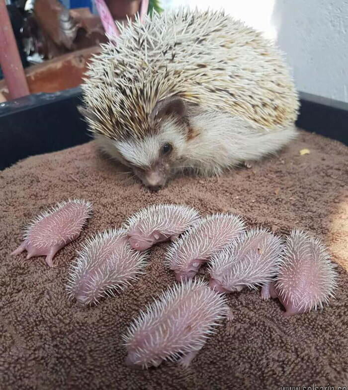 what is a baby hedgehog called