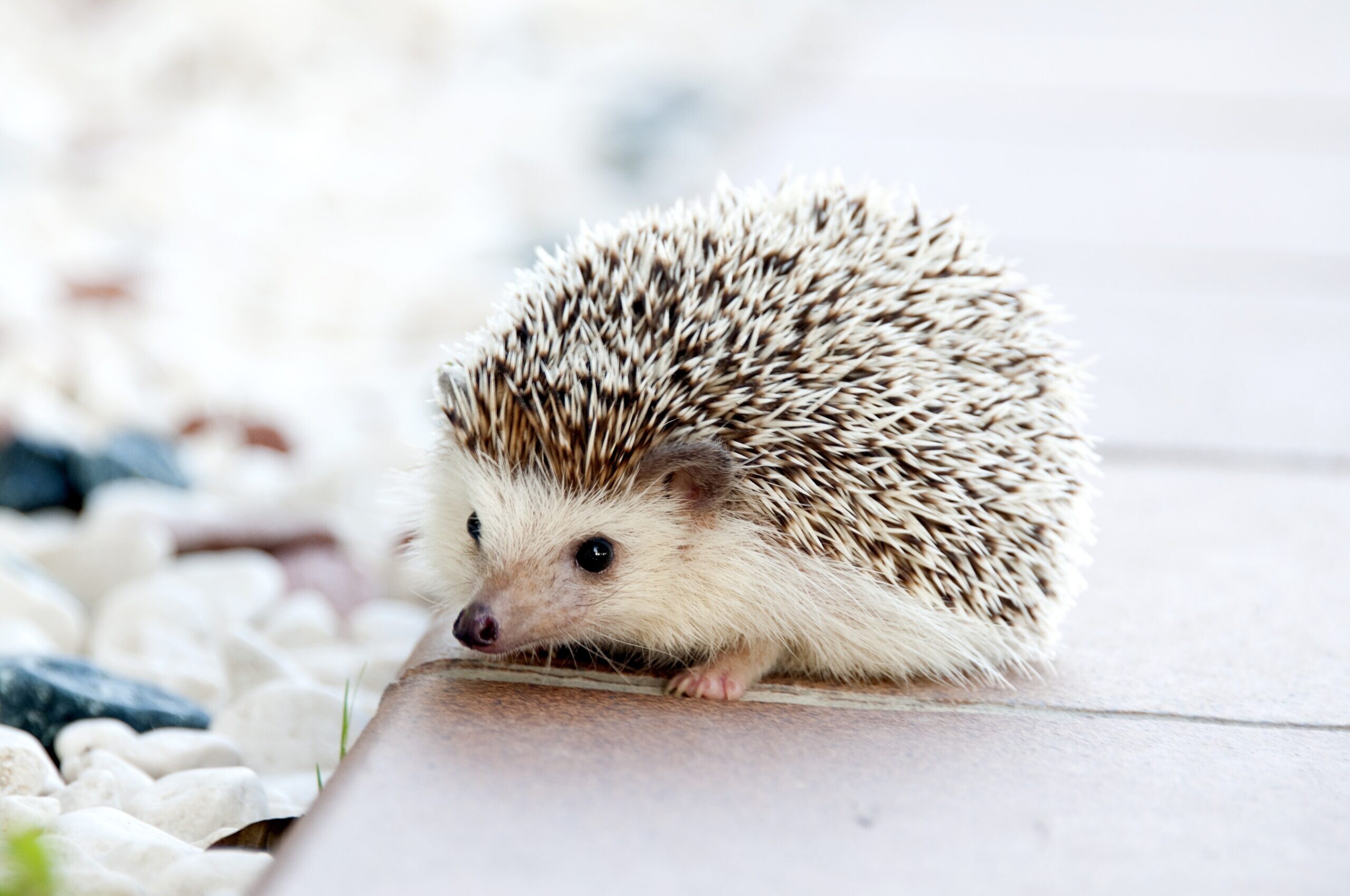 what is a baby hedgehog called
