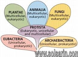 what kingdoms are unicellular?