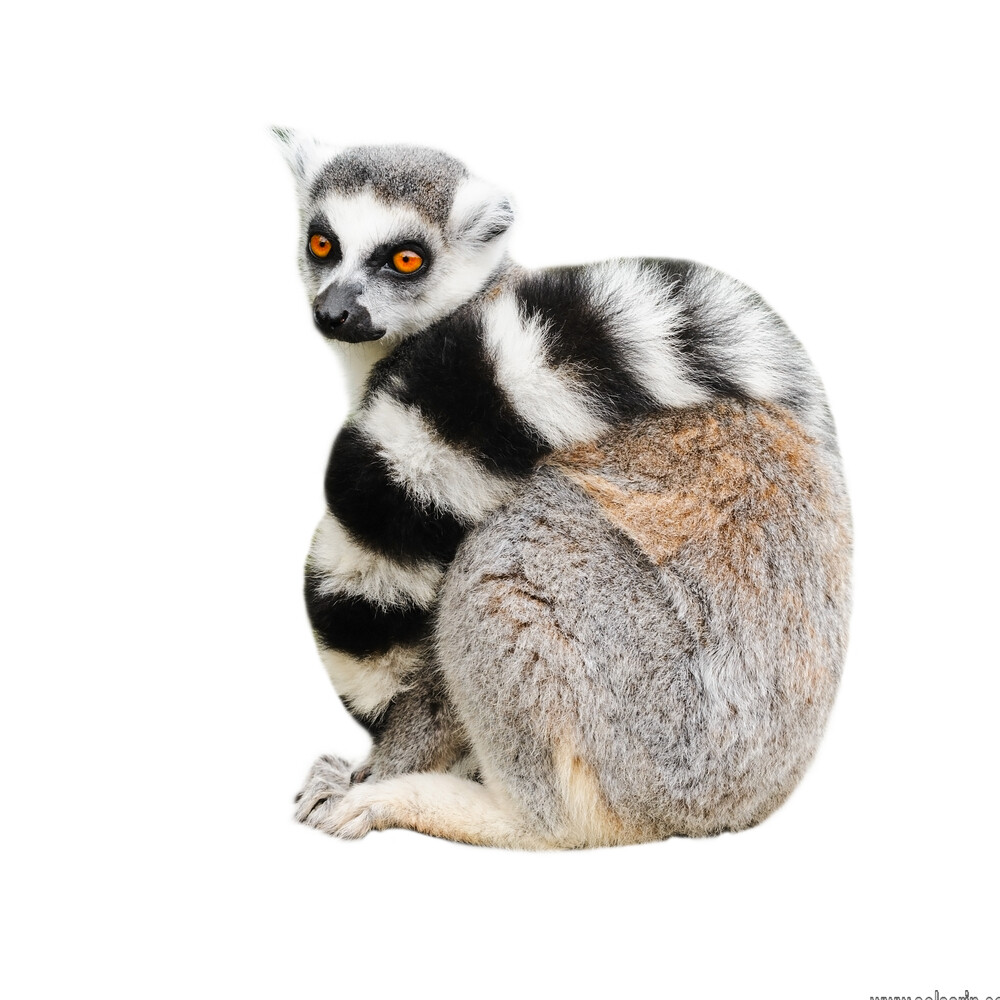 what type of trees do lemurs live in?