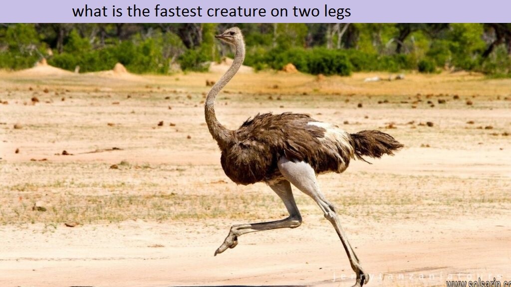 what is the fastest creature on two legs? - solsarin