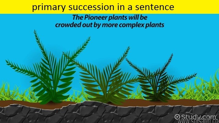 primary succession in a sentence