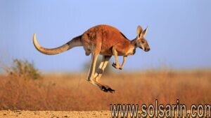 what are the four species of kangaroo?